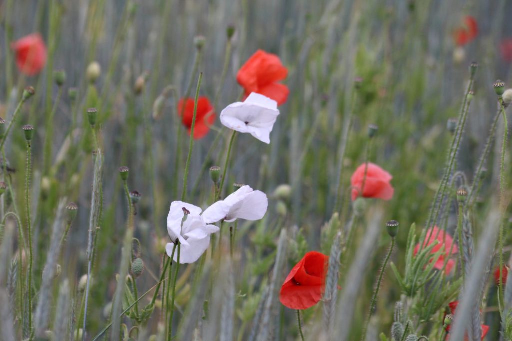 Blumenwiese als Metapher für LongCovid